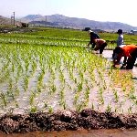 تخریب مزارع گندم برای کشت برنج در لرستان