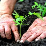 تولید محصولات ارگانیک با مبارزه بیولوژیک مزیتی جهانی است