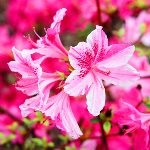 آشنایی و نحوه نگهداری از گیاه آزالیا 