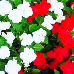 گل حنا گیاهی بی‌حوصله