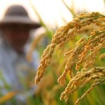 برخی شالیزارهای گیلان آبستن خوشه زنی