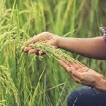 درخشش خوشه‌های طلایی برنج در املش